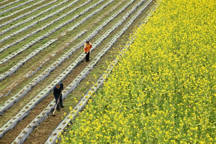 新華社評論員:防疫不誤農(nóng)時，固本首在&ldquo;三農(nóng)&rdquo;