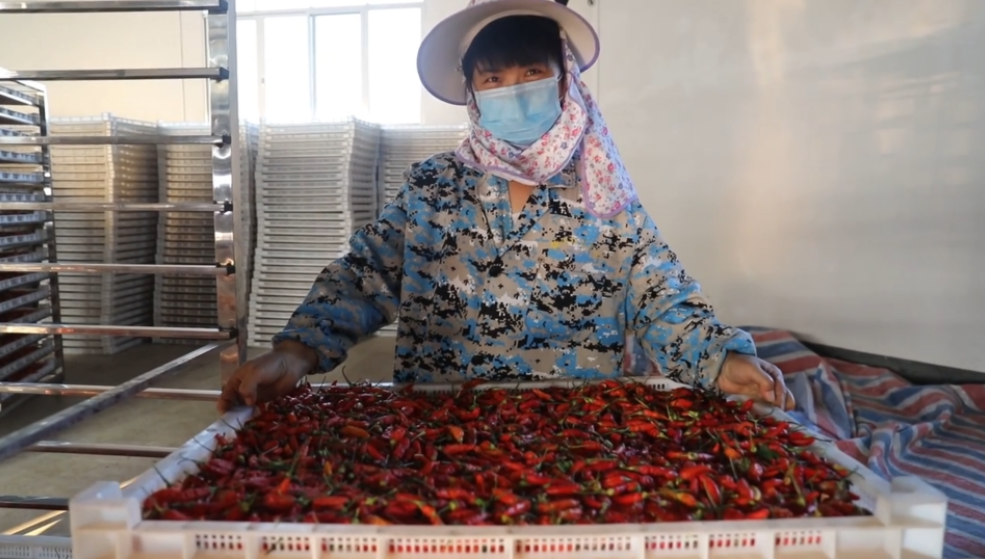 你怎么“辣”么好看！小辣椒映紅脫貧路