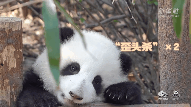 請(qǐng)注意，前方有滾滾發(fā)起近距離“歪頭殺”