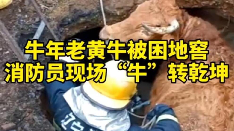 牛年老黃牛被困地窖，消防員現(xiàn)場“牛”轉乾坤！