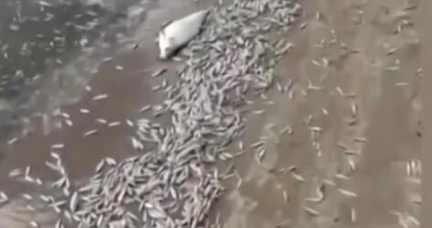 調(diào)查！藍綠藻暴發(fā) 俄多地魚類大規(guī)模死亡