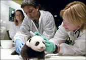 為什么動物能成為當之無愧的外交使者？