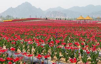 河南駐馬店：郁金香花開引客來(lái)